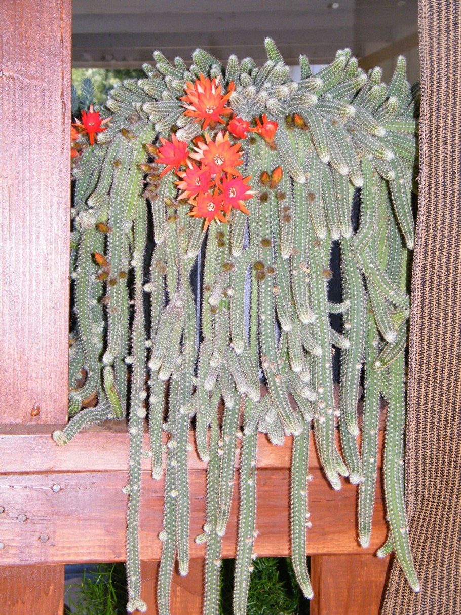 Ампельные Кактусовые