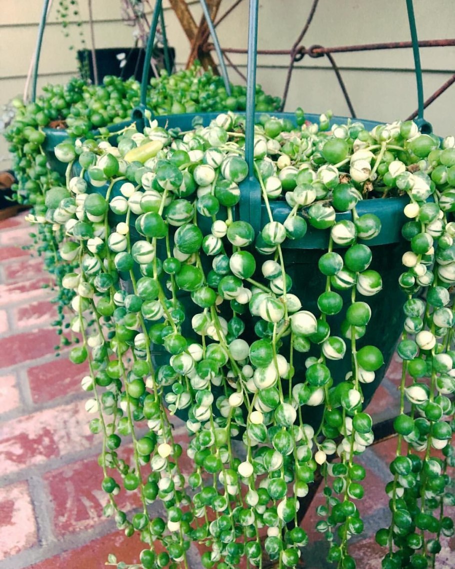 Крестовник Роули вариегатный