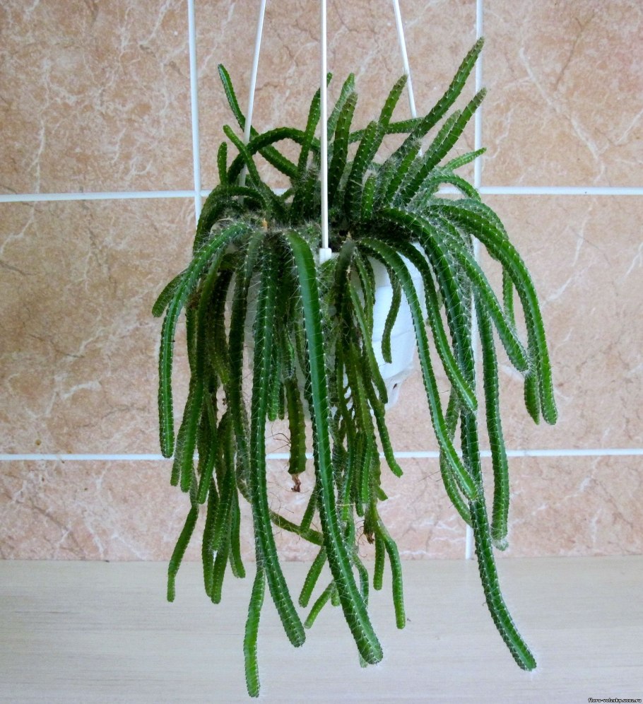 Апорокактус ампельный