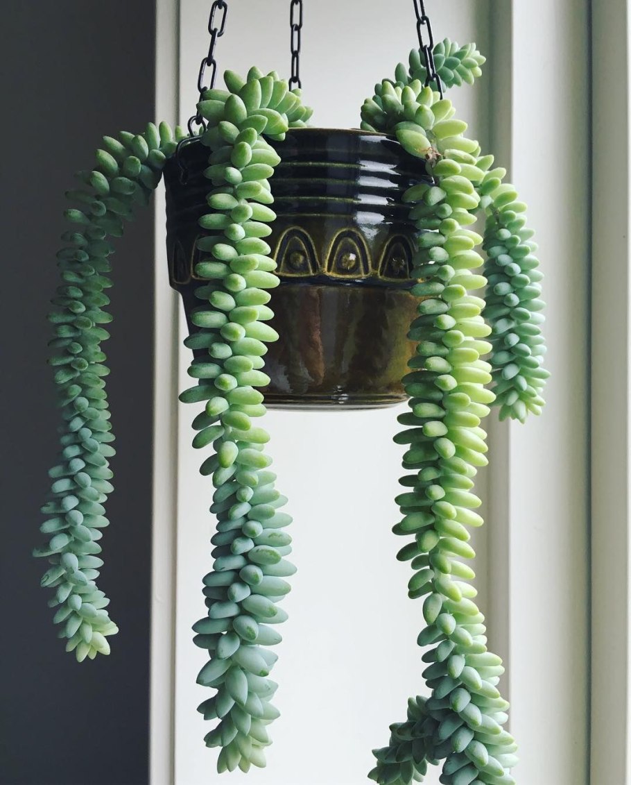 Суккулент Вьюн