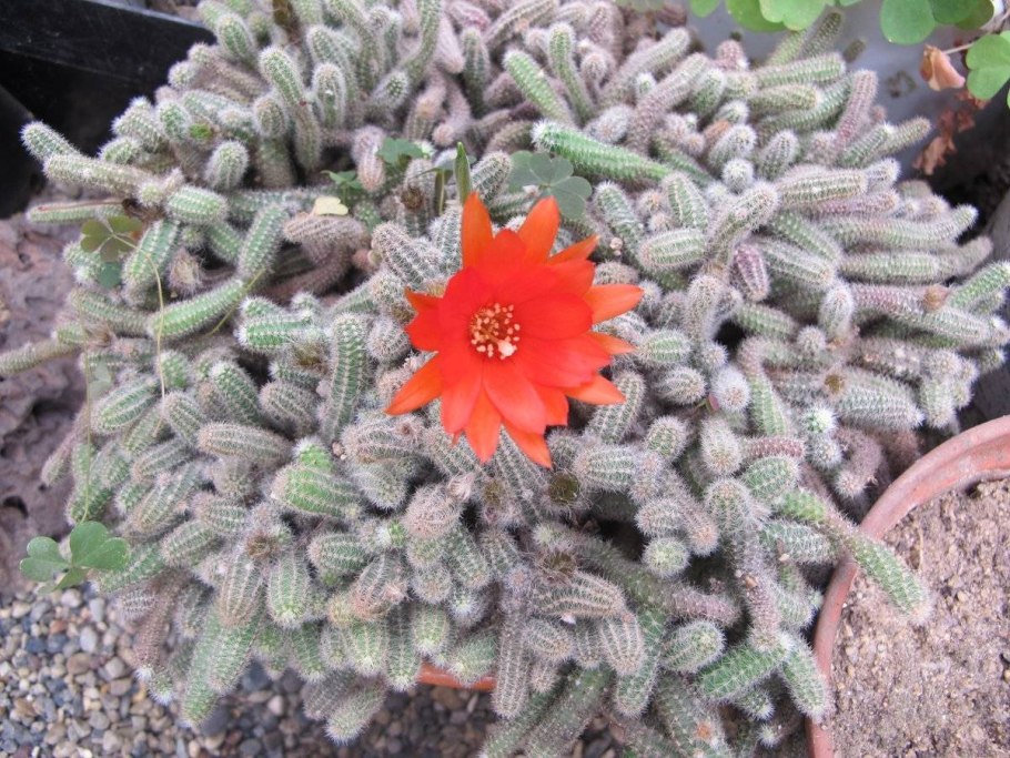 Хамецереус Сильвестри