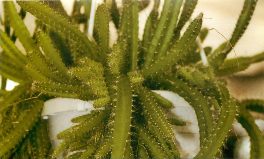 Кактус Гелиоцереус