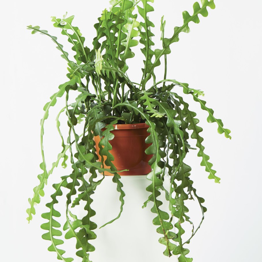 Эпифиллум рыбий хвост