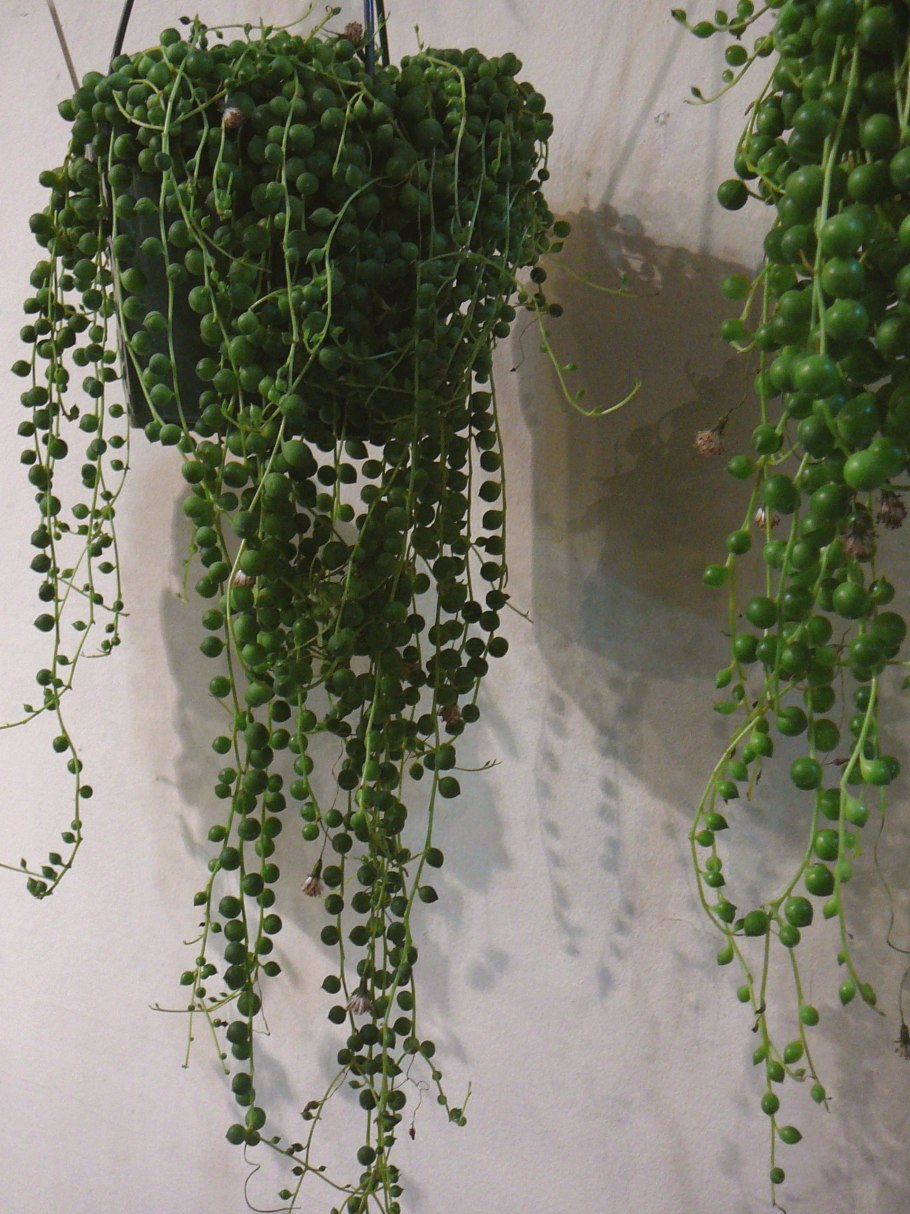 Сенецио Роулеанус