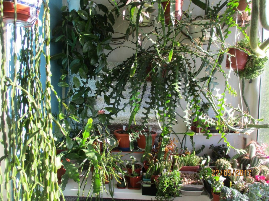 Ампельный Лесной Кактус четырехгранный