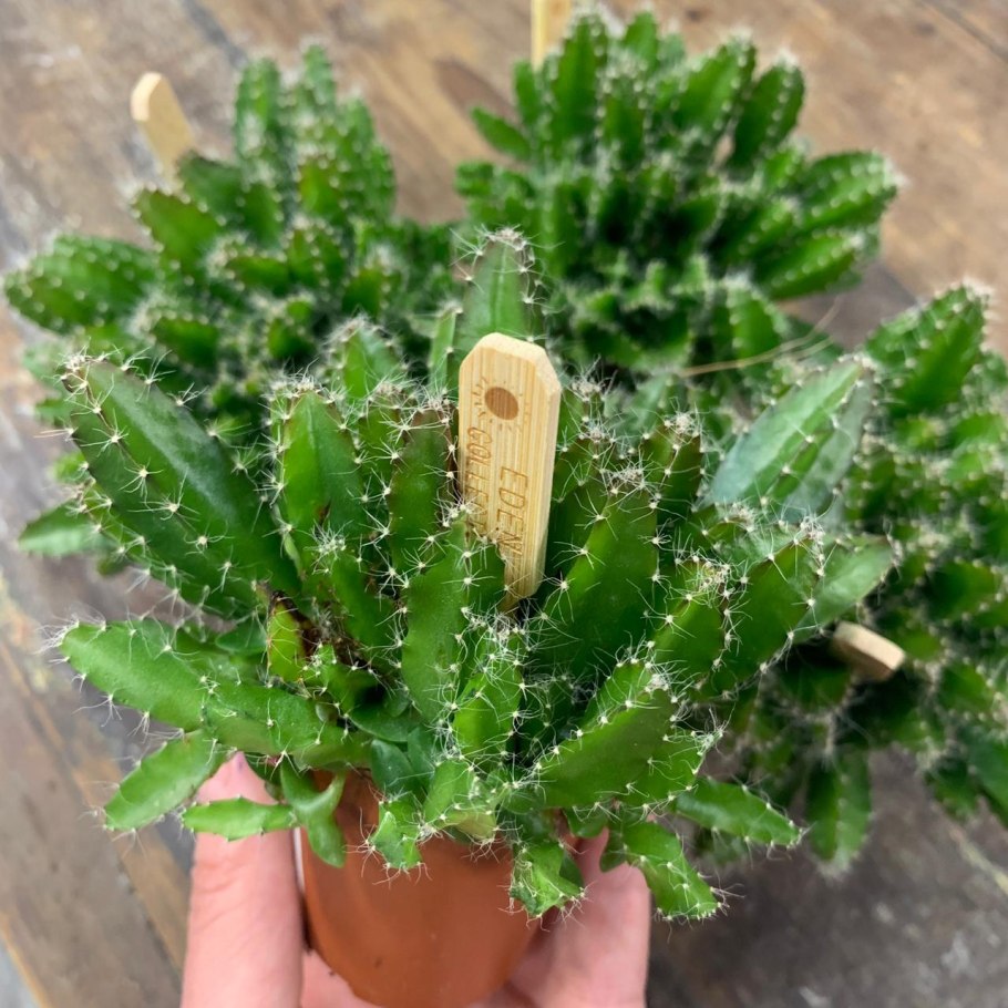 Хилоцереус ампельный Кактус