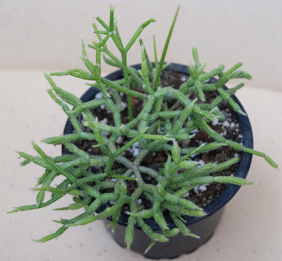 Рипсалис парадокса