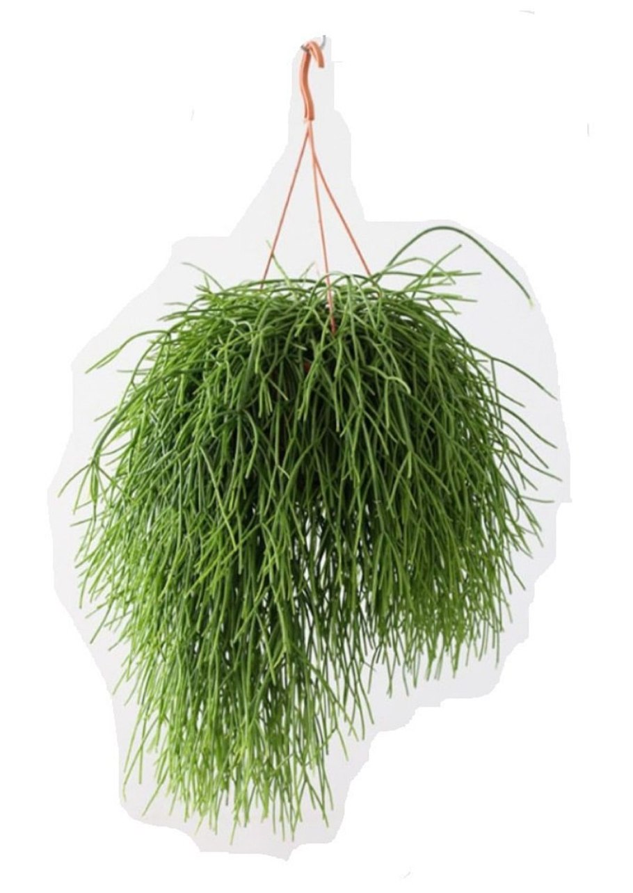 Растение рипсалис Кассута