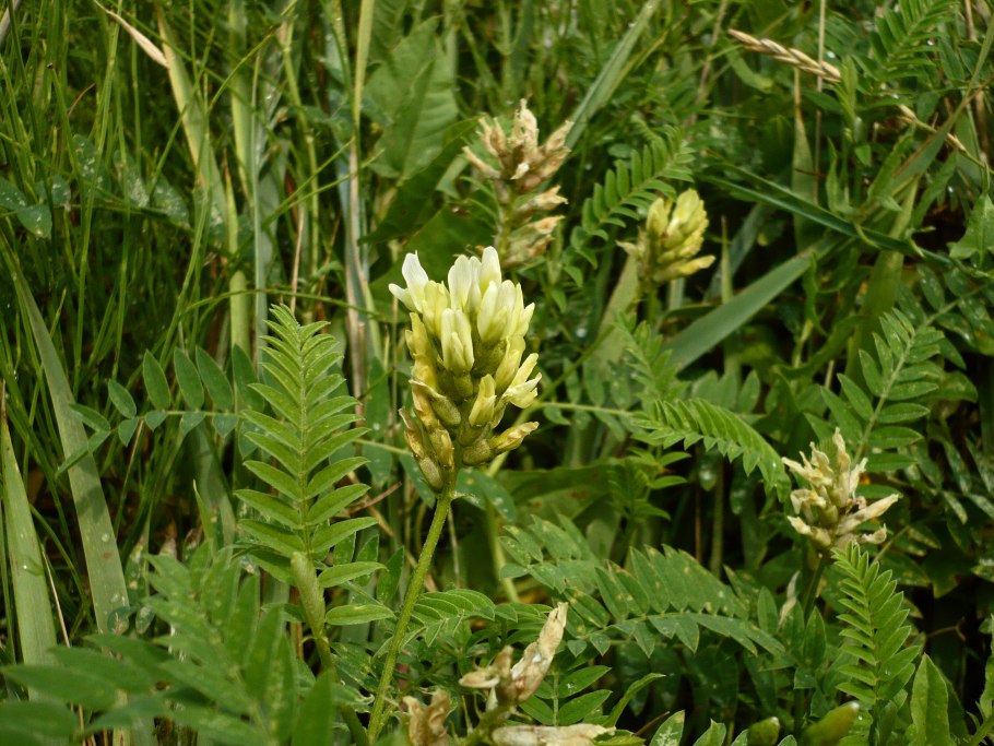 Астрагал Цингера (Astragalus zingeri)