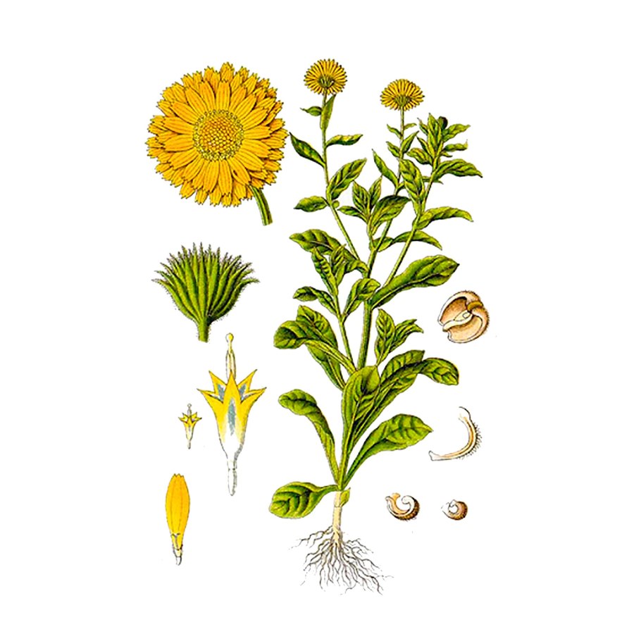 Compositae (Asteraceae) - Сложноцветные