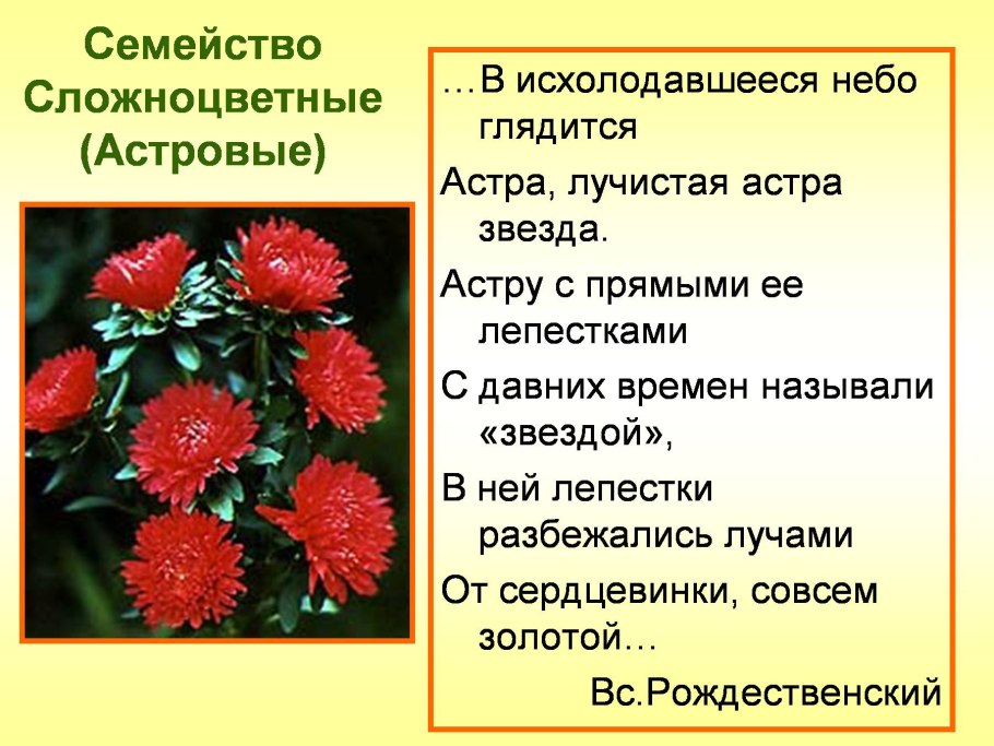 Семейство Астровые презентация