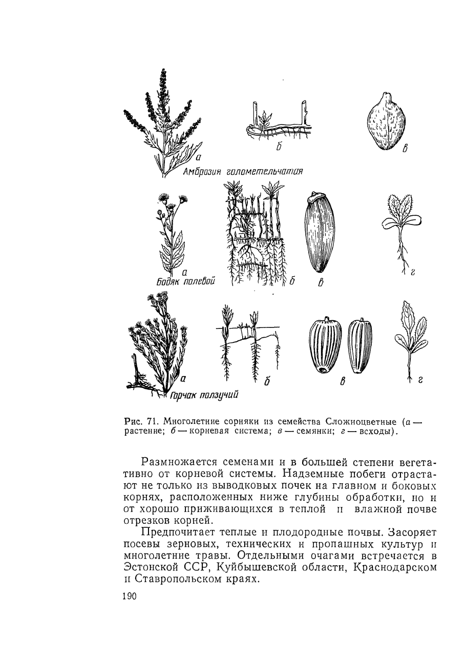 Семейству астровых (Asteraceae)