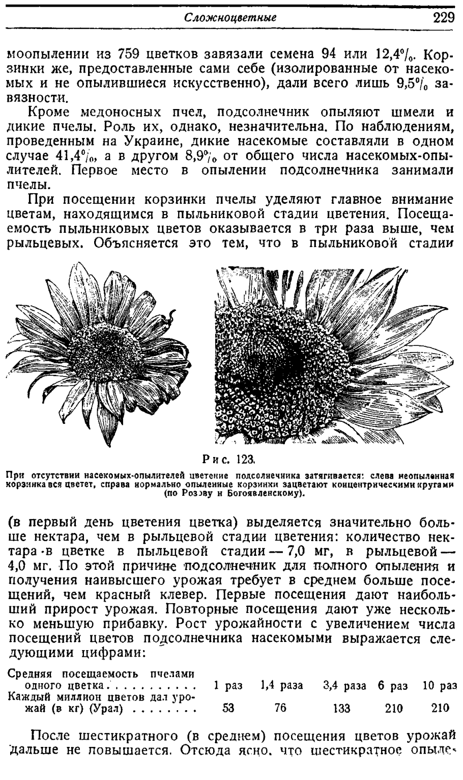 Формула цветка колокольчика