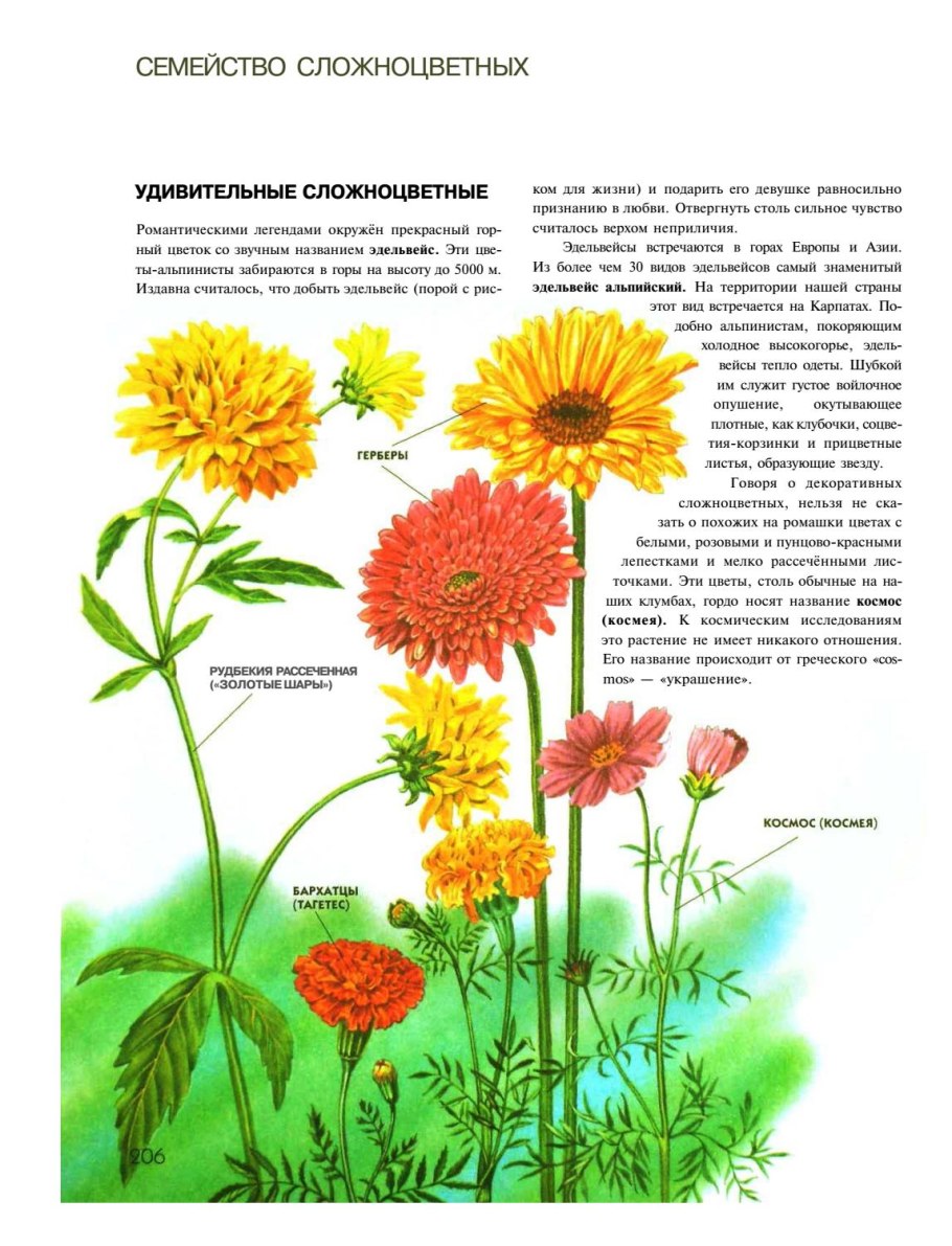 Юлия школьник растения