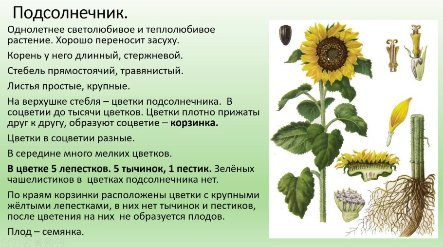 Лекарственные растения Саратовской области