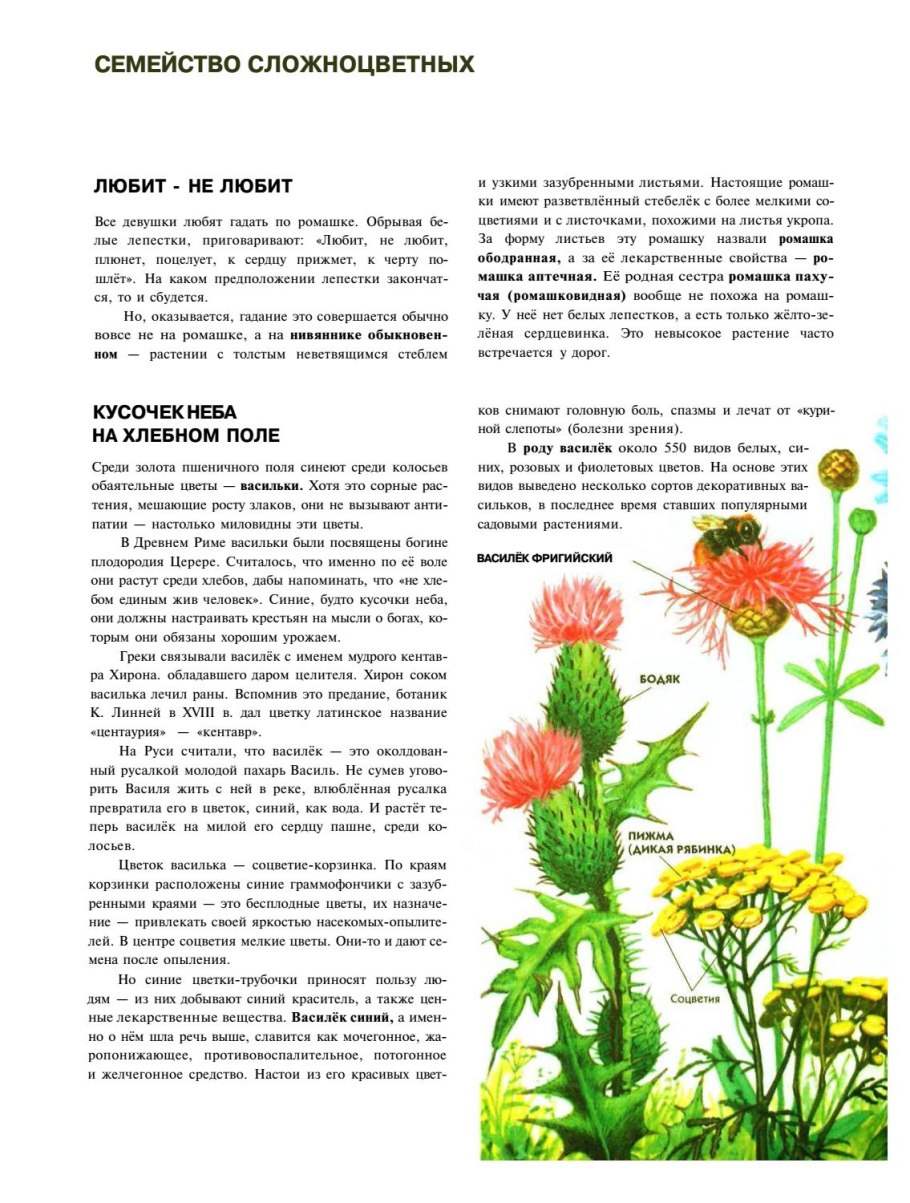 Астровые (Asteraceae)