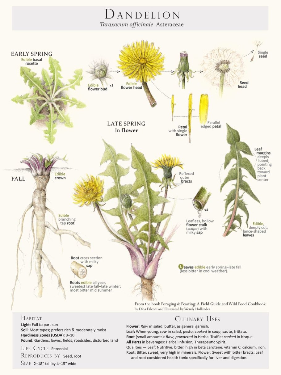 Вика, чина, донник, Клевер, люцерна