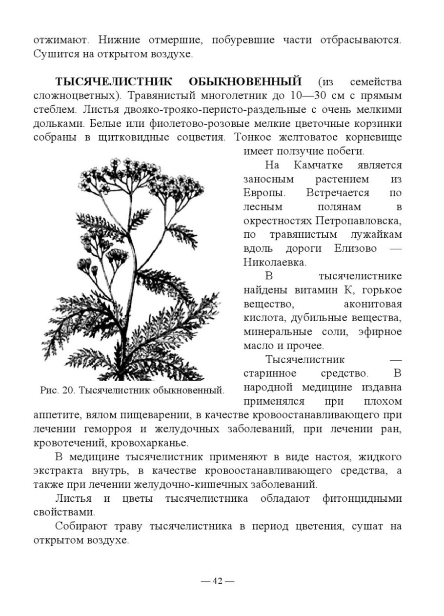 Календула (цветки и трава) 25 гр