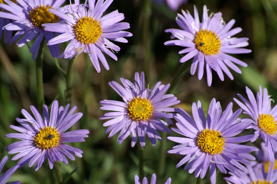 Астра Альпийская (Aster Alpinus)