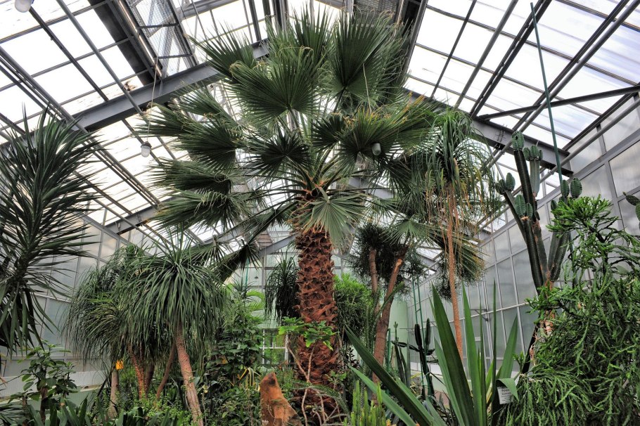 Ботанический сад Донецк оранжерея
