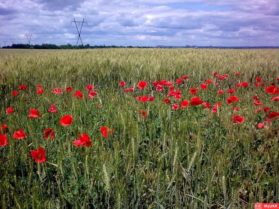 Донецк розы парк