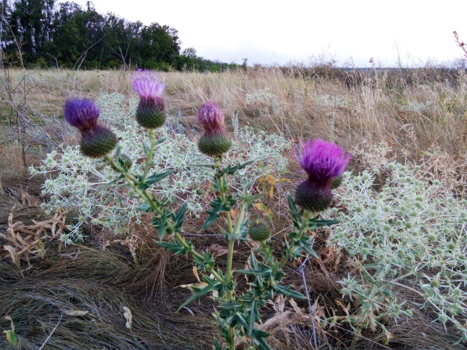Степи Донецкой области