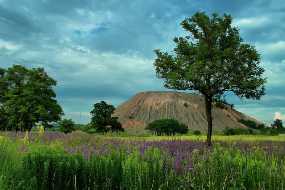 Хомутовская степь растения