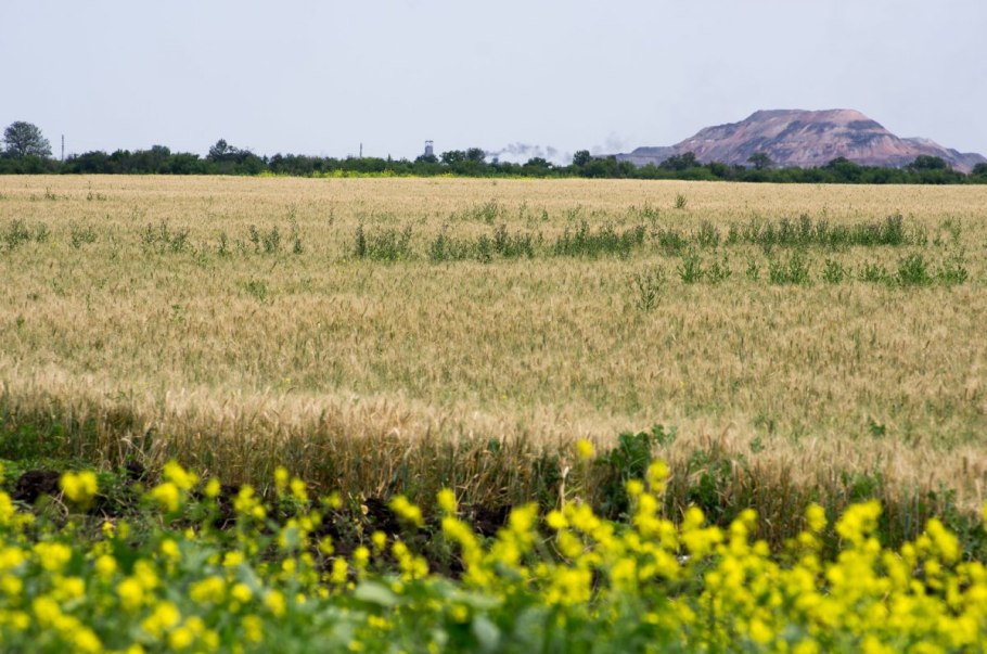 Лекарственные растения картинки с описанием