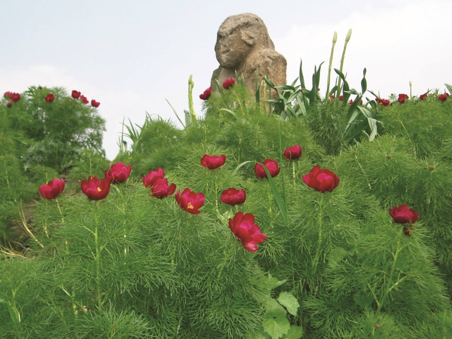 Хомутовская степь Донбасс