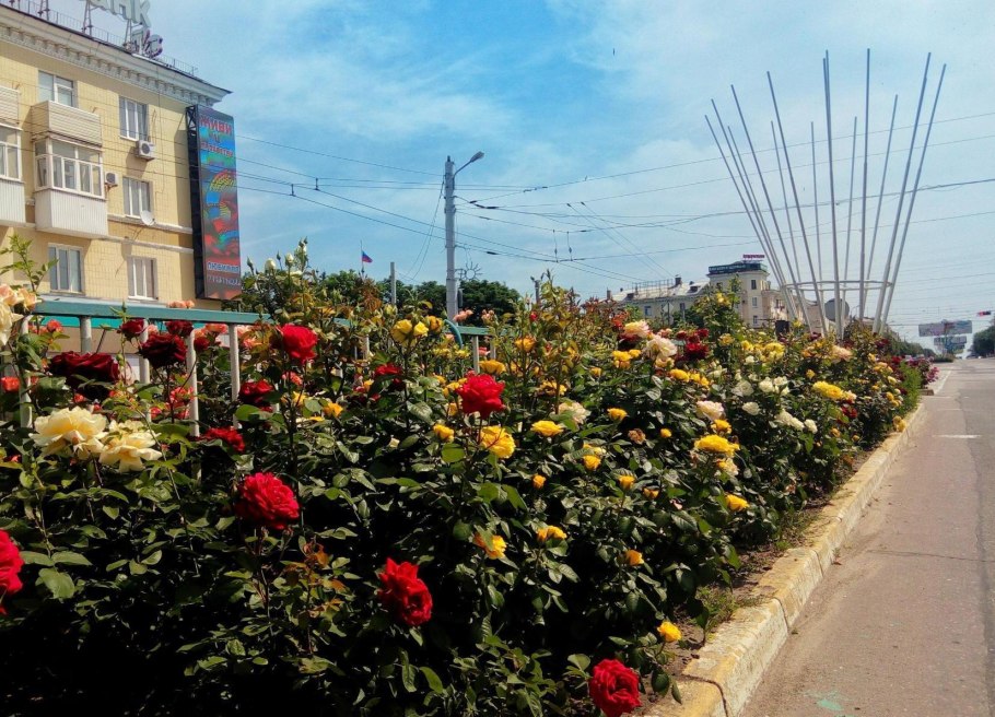Розы на городских клумбах