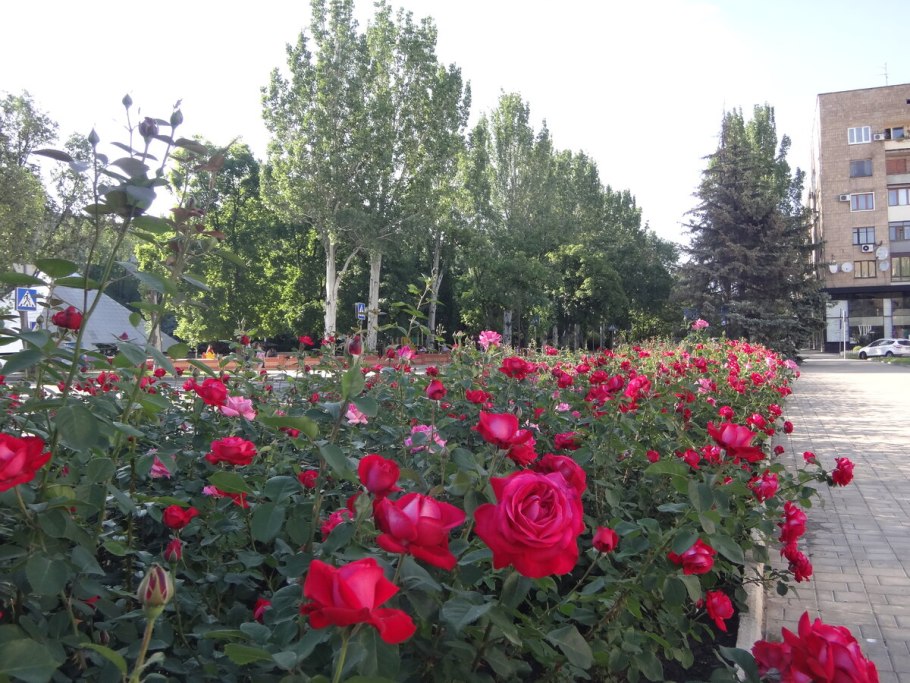 Аллея роз донецк