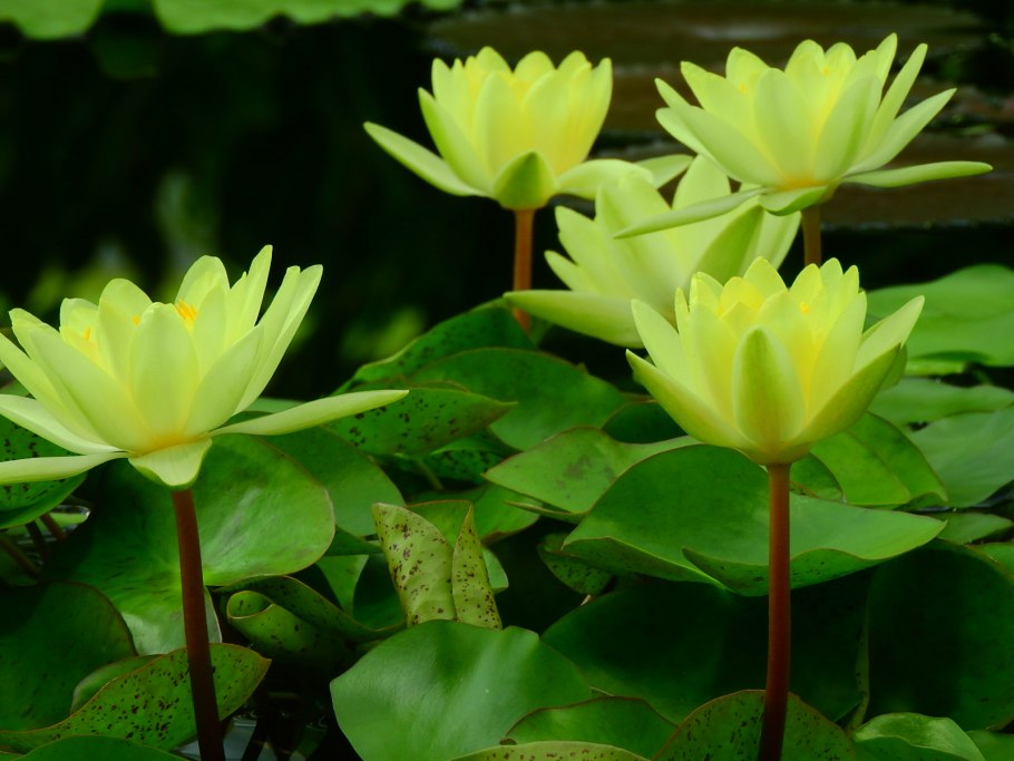 Цветущий Донецк