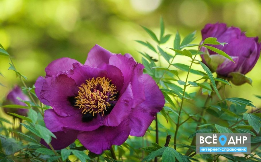 Донеция цветок