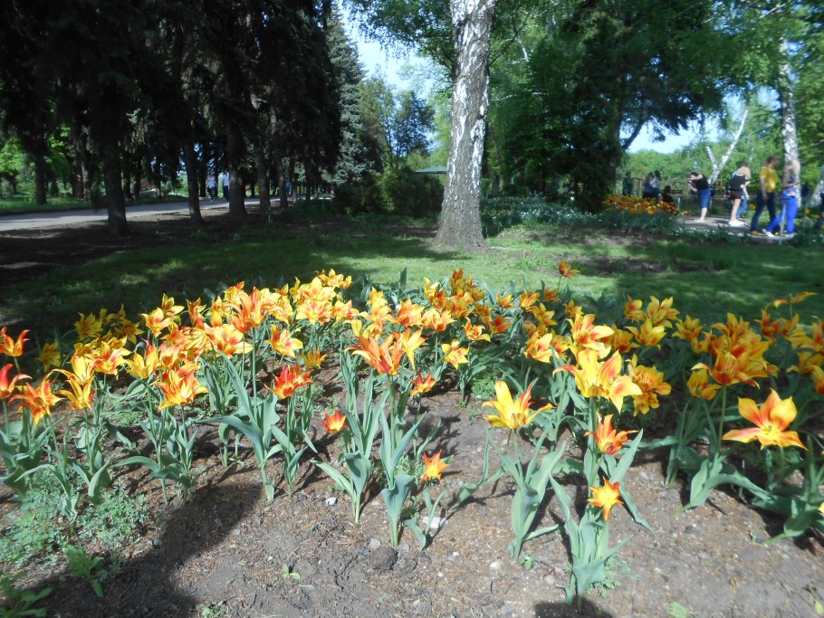 Клумба фонтан из цветов