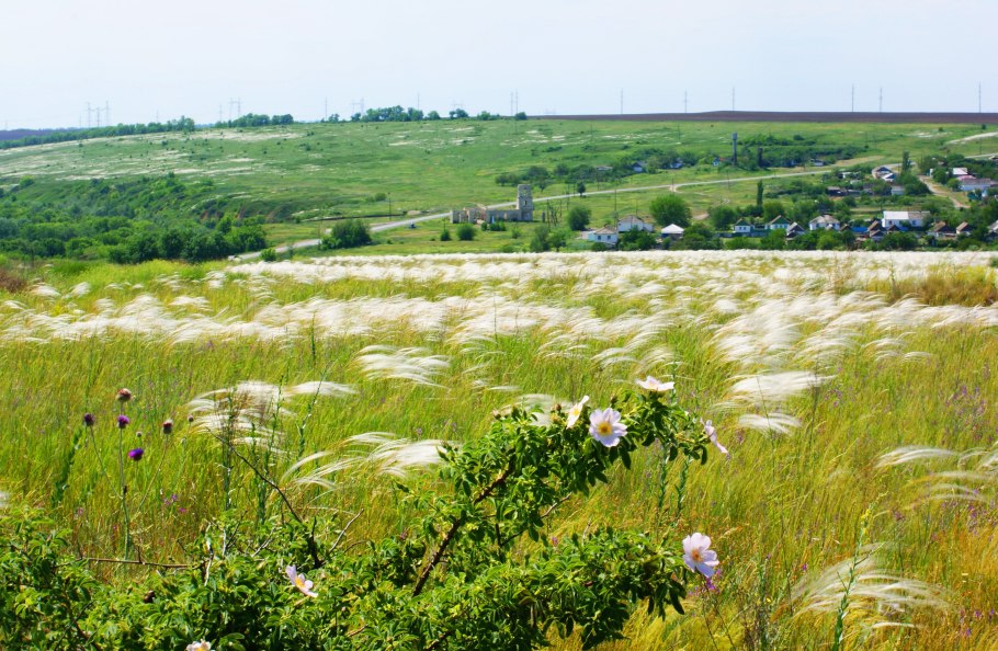 Донская степь ковыль ростовская область