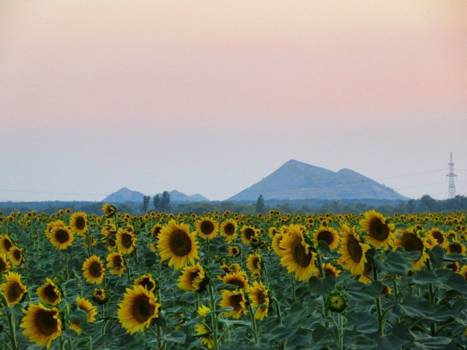 Лекарственные растения Донбасса
