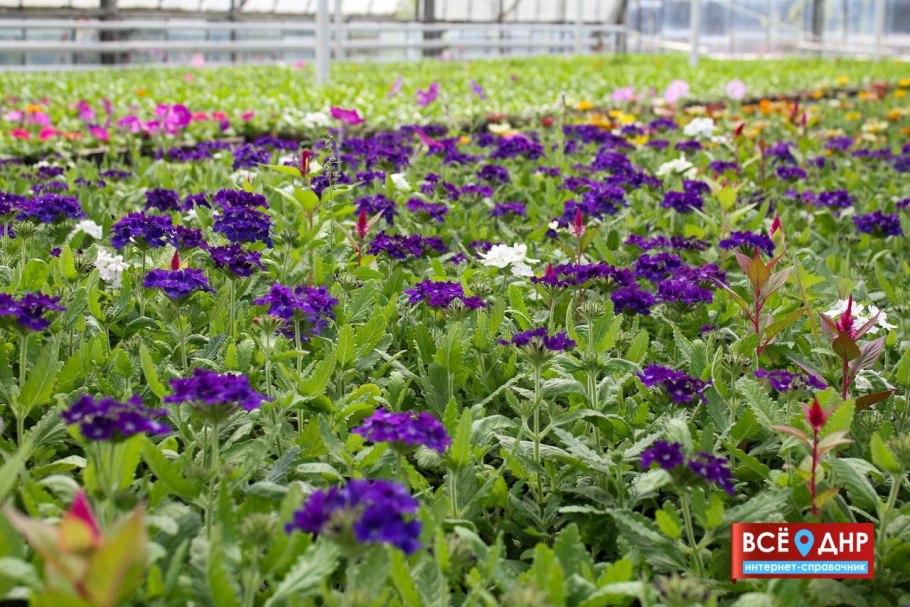 Хомутовская степь растения