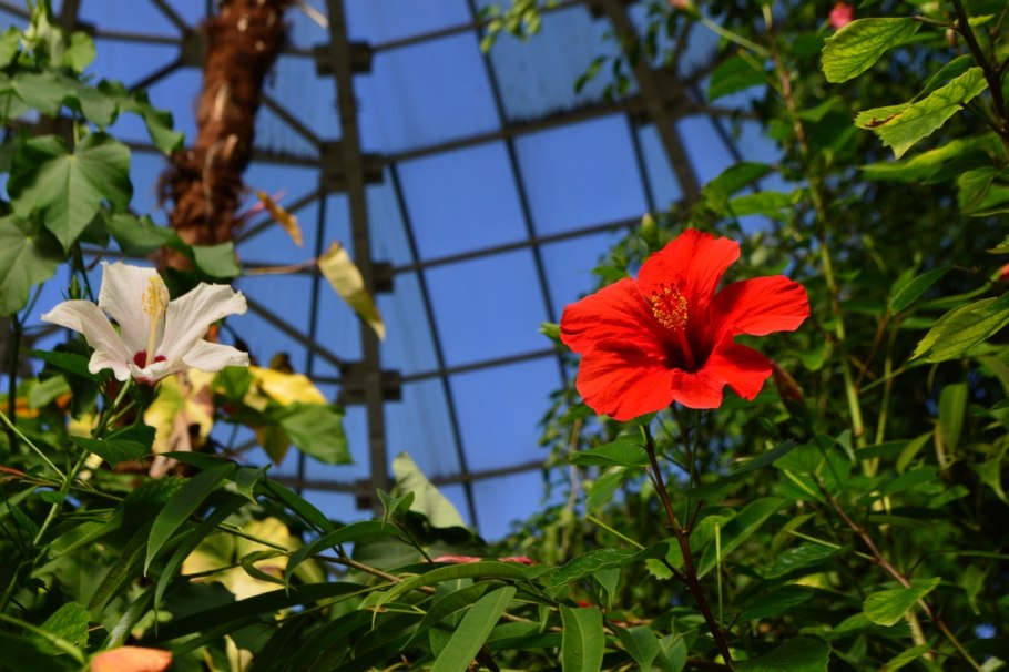 Редкие растения в Ботаническом саду