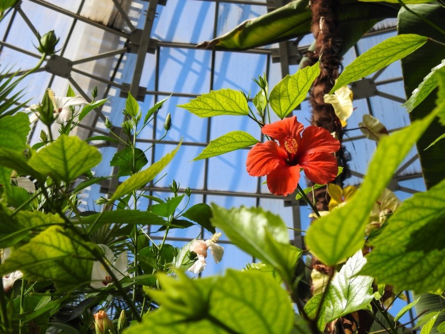 Донецк цветы