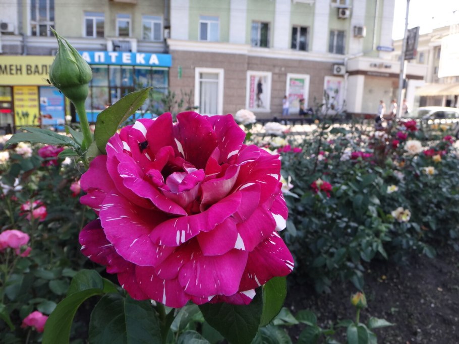 Травы Донецкой степи