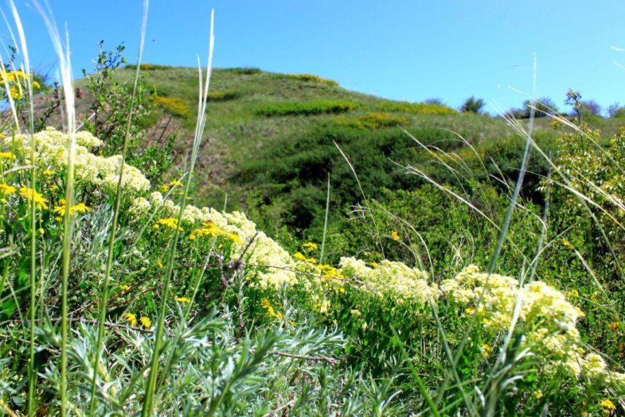 Донецк Ботанический сад Дендрарий