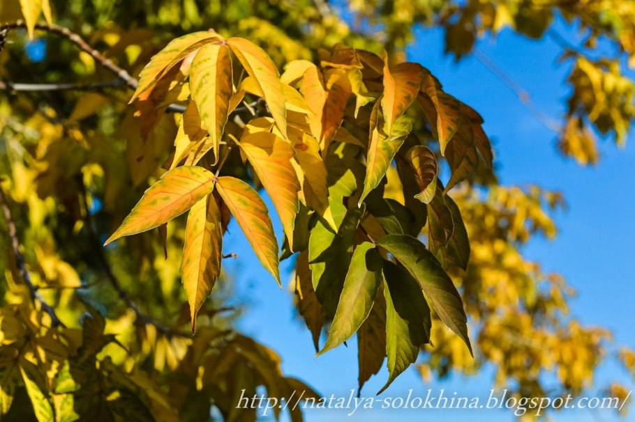 Клен ясенелистный сорняк