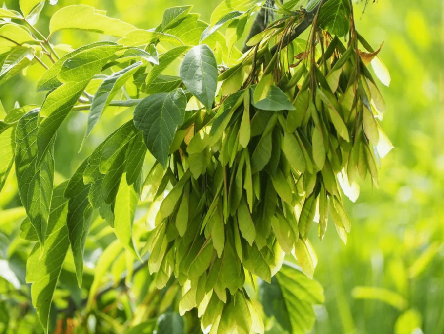 Клен американский (Acer negundo).