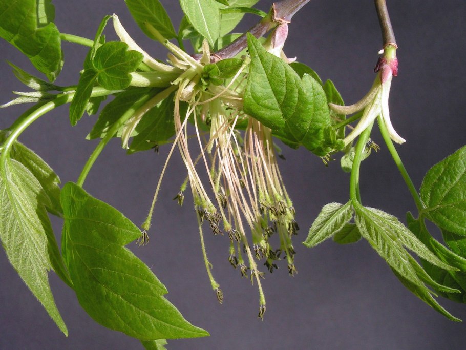 Клен ясенелистный