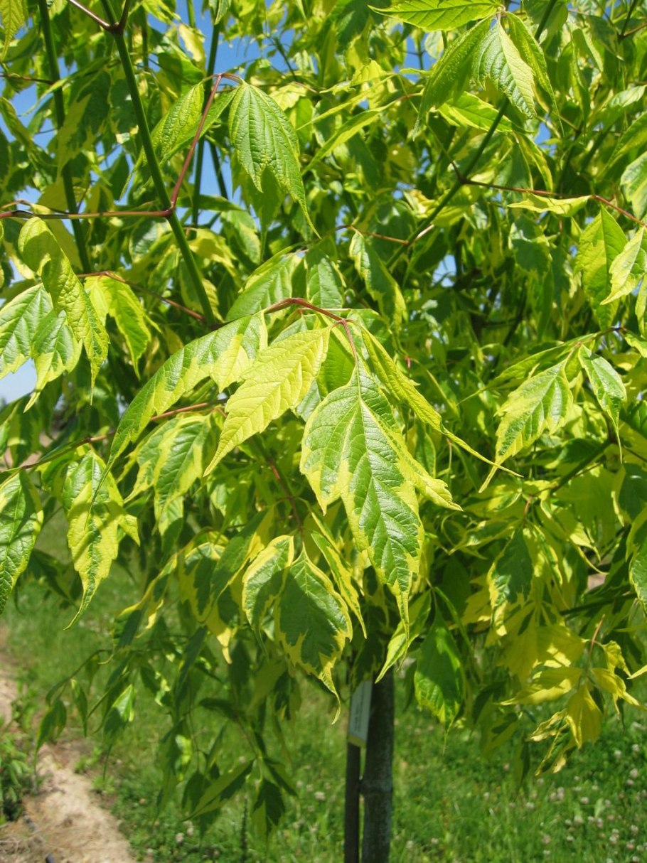 Клён ясенелистный вертолетики