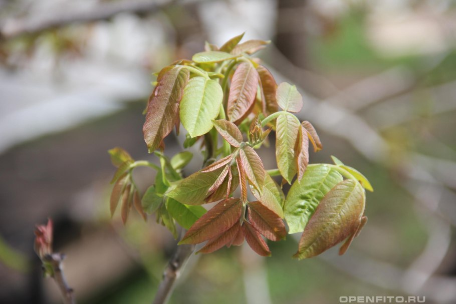 Американский ясенелистный клён побеги