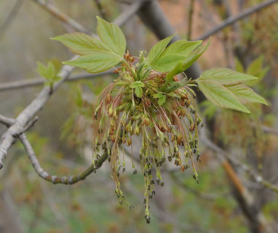 Клен ясенелистный плоды