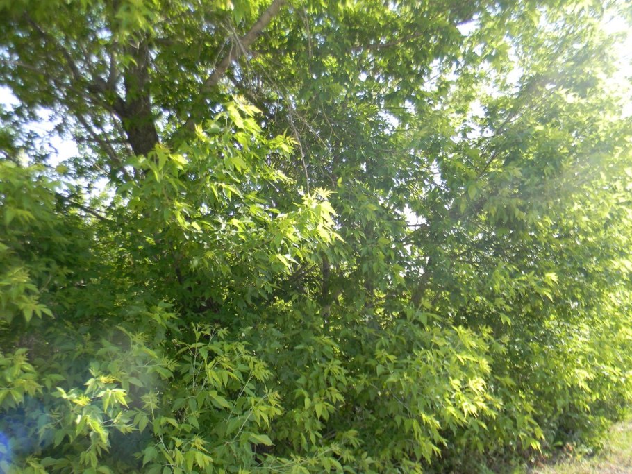 Клен ясенелистный