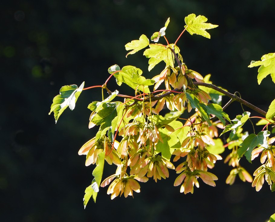 Клен ясенелистный (Ácer negúndo)