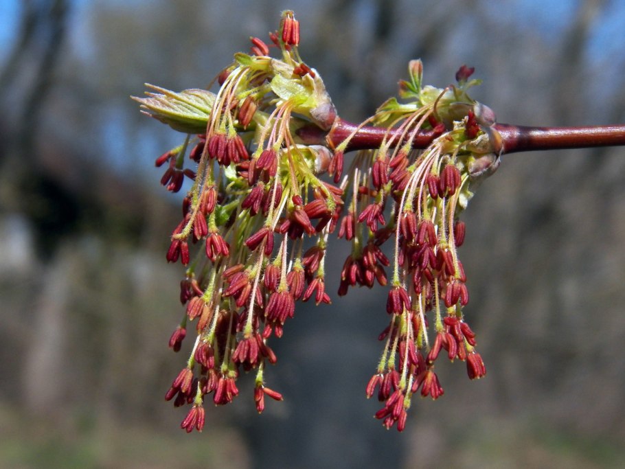 Клен ясенелистный (американский, калифорнийский)